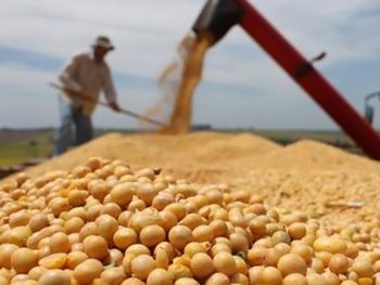 Cerealeras liquidaron apenas la mitad de lo prometido al Gobierno