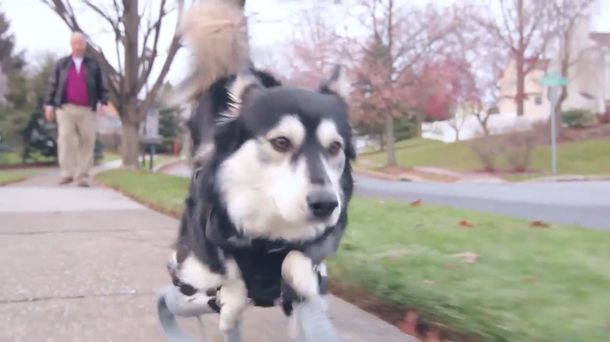 Un perro volvió a correr gracias a una impresora 3D: mirá el video