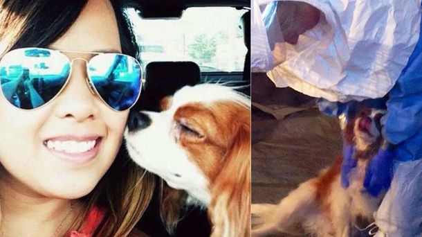Ébola: le hacen pruebas al perro de la enfermera de Dallas
