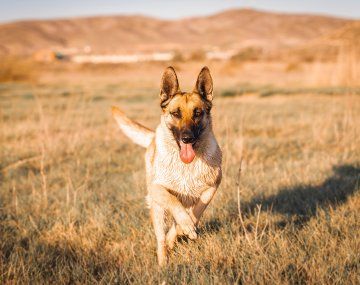 Qué razas de perro son mejores para el campo
