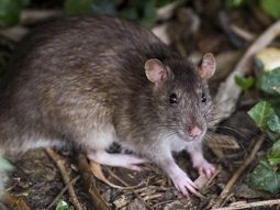 Advierten que la curva es regresiva, pero que podría haber algún muerto más en Epuyén