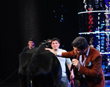 Tinelli ordeñó mal una vaca y no obtuvo leche