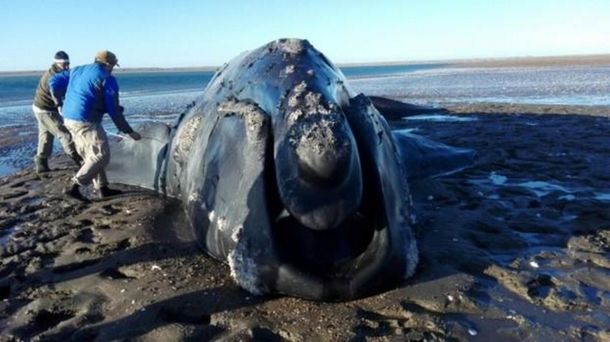 Desesperación en Viedma por una ballena austral que quedó encallada