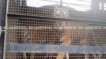 rescataron a nueve tigres que eran maltratados en un circo mexicano en chaco rescataron a nueve tigres que eran maltratados en un circo mexicano en chaco