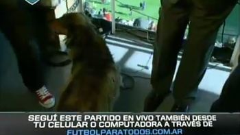 insolito: un perro invadio la cabina de marcelo araujo insolito: un perro invadio la cabina de marcelo araujo