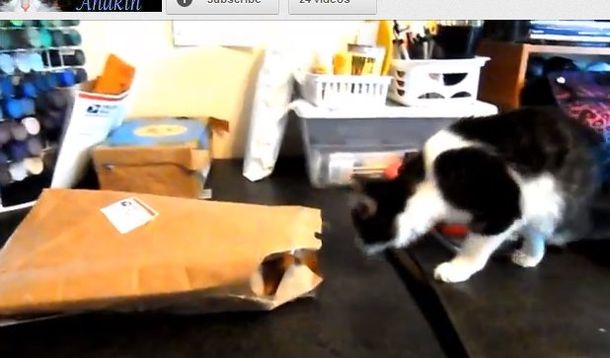 La emocionante vida de un gato que vive con dos patas