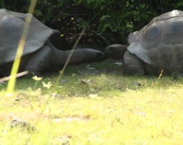 Esto pasa por interrumpir cita entre tortugas