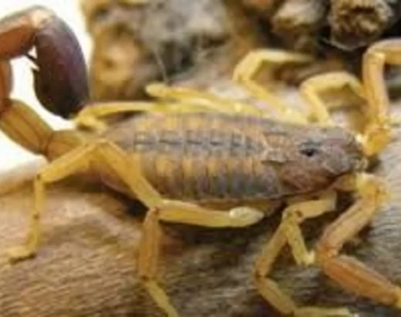 Alarma: aparecieron alacranes en el NOA