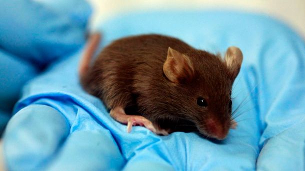 Descubren una rara hepatitis que se transmite de ratones a humanos