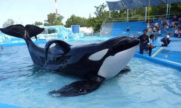 Abrazo a Mundo Marino en reclamo de la liberación de la orca