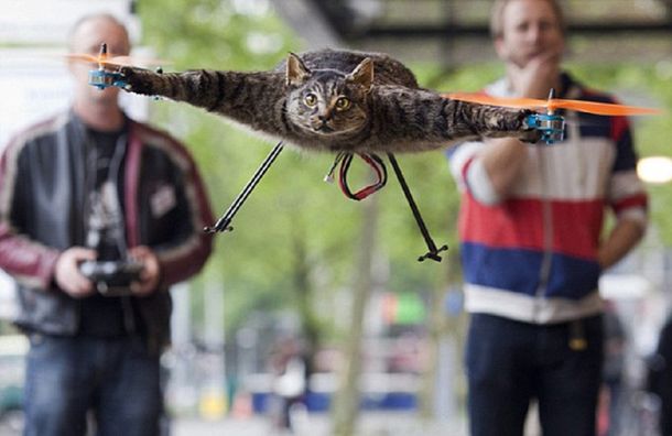 El verdadero gato volador: usa animales muertos para hacer drones