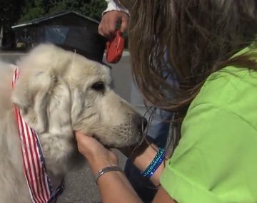 Eligen a un perro como alcalde de una localidad den EE.UU.