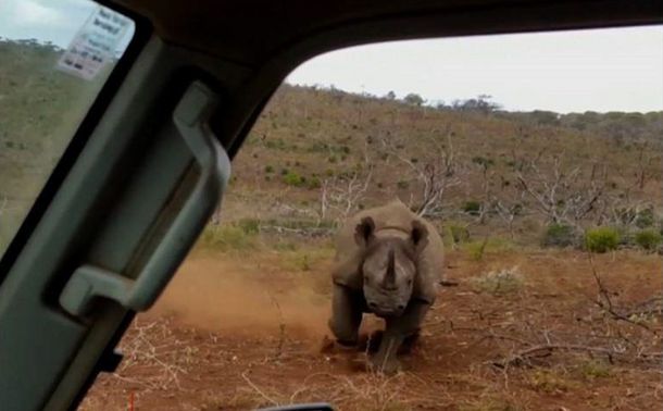 ¡De infarto! Fotografiaban a un rinoceronte y mirá lo que les pasó