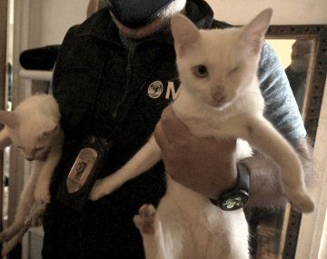 Horror en Villa Crespo: mujer acumulaba gatos y se los comía en guiso