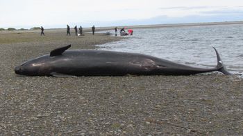 aparecen 20 orcas muertas en el estrecho de magallanes aparecen 20 orcas muertas en el estrecho de magallanes