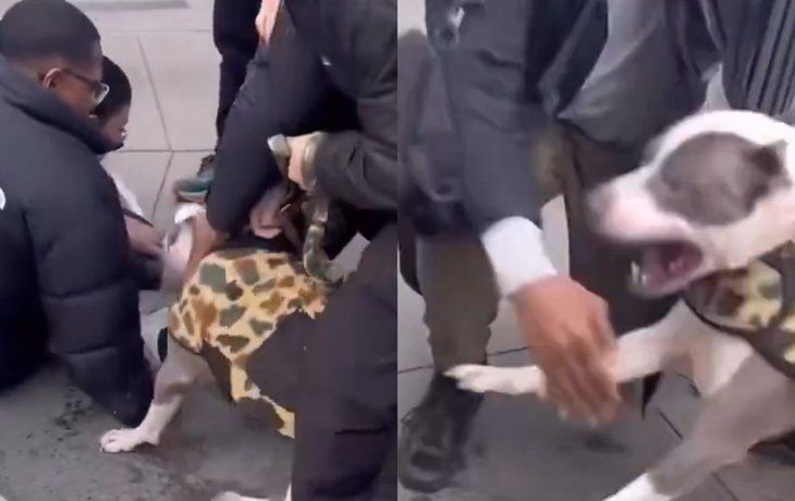Ataque pitbull en Nueva York.