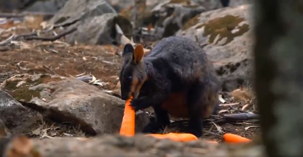 Tiran toneladas de verduras desde helicópteros para alimentar a los animales afectados por los incendios en Australia