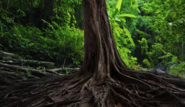 Desafío viral: ¿podés encontrar la víbora en 5 segundos?