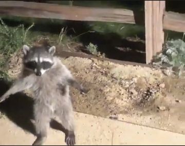 Dos mapaches fueron sorprendidos en un jardín y simularon ser estatuas