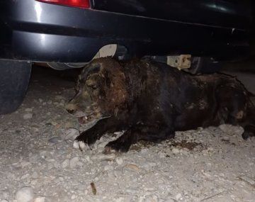 Indignante: torturan y entierran viva a una perra en Bariloche