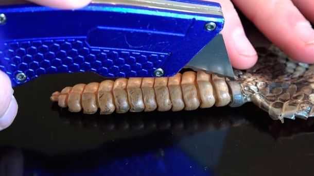 Un video muestra qué hace ruido dentro del cascabel de una serpiente