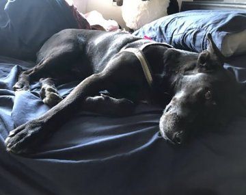 Encontró a un perro en la calle