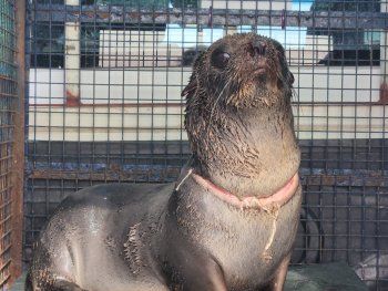 Devolvieron al mar al lobo herido por un zuncho plástico