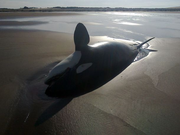 Encuentran una orca muerta en una playa de Claromecó