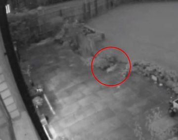 El misterioso caso del gato fantasma