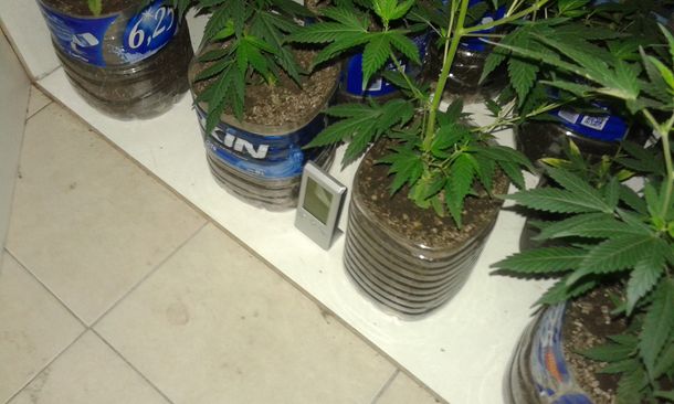 Valeria del Mar: iban por un caso de violencia de género y hallaron un vivero de marihuana