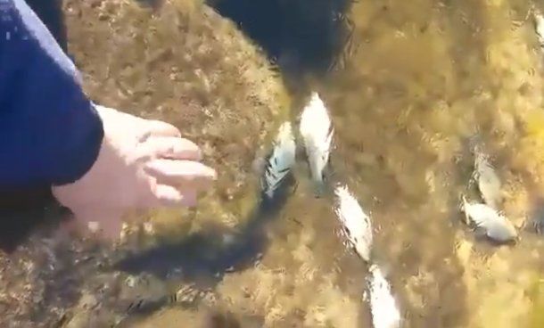 Ola de frío: el video de un arroyo congelado