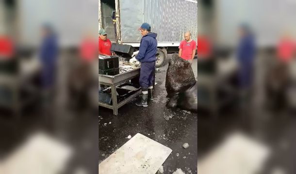 Un perrito muy simpático