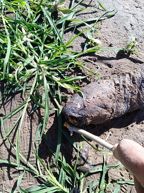 Santa Fe: hallaron a un extraño animal en una plantación de arroz