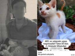Las denuncias revelan la existencia de al menos 16 gatos muertos y una posible monetización de videos en la deep web con imágenes de torturas. Las denuncias revelan la existencia de al menos 16 gatos muertos y una posible monetización de videos en la deep web con imágenes de torturas.