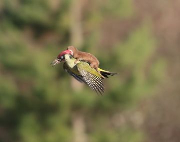 Una comadreja voló sobre un pájaro carpintero