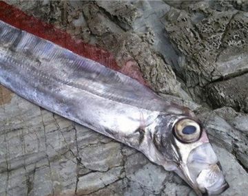 Temor en Japón por la aparición de peces que son presagio de terremotos y tsunamis