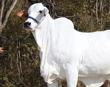 Brasil: vendieron la vaca más cara del mundo