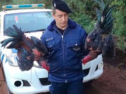 desalmados: encuentran a 20 personas cuando hacian pelear a gallos en una chacra desalmados: encuentran a 20 personas cuando hacian pelear a gallos en una chacra