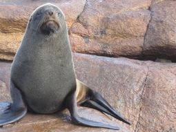 Un lobo marino fue hallado muerto y se confirmó que fue el primer mamífero salvaje con gripe aviar en Uruguay. Un lobo marino fue hallado muerto y se confirmó que fue el primer mamífero salvaje con gripe aviar en Uruguay.