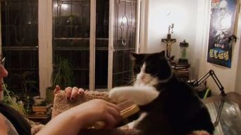 Lisa no puede parar de consumir los pelos de su gato Lisa no puede parar de consumir los pelos de su gato