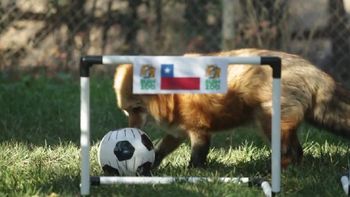 la copa america ya tiene su pulpo paul: un zorro chileno la copa america ya tiene su pulpo paul: un zorro chileno