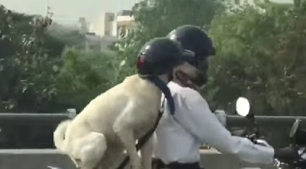 VIDEO: Lleva a su perro en la moto y genera indignación