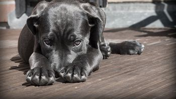 Alerta por envenenamiento de mascotas en el barrio de Belgrano