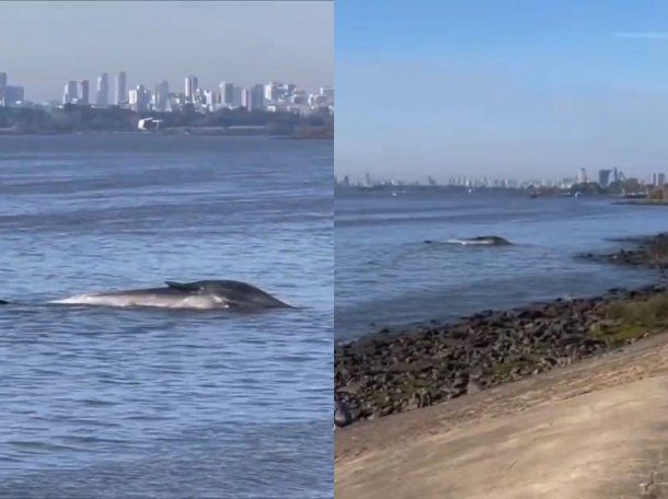 Una ballena murió tras quedar encallada en la costa de Vicente López