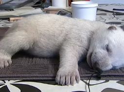Oso polar