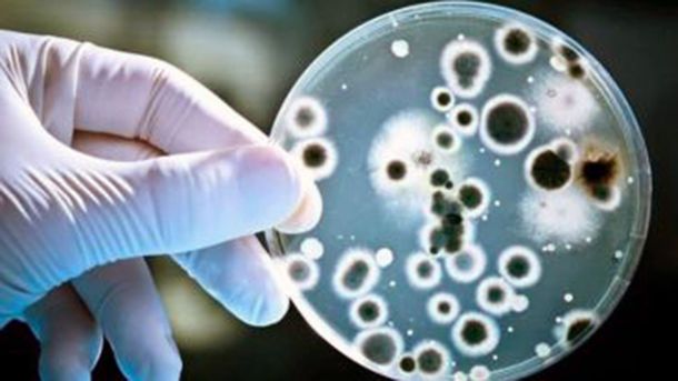 Qué es el Streptococcus Pyogenes, la bacteria que monitorea el Ministerio  de Salud de la Nación