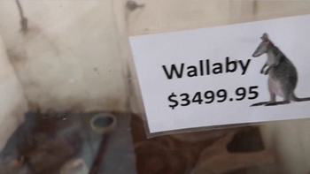 Los animales fueron descubiertos de casualidad por un youtuber Los animales fueron descubiertos de casualidad por un youtuber