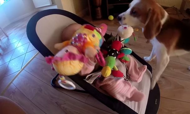 VIDEO: Perro con culpa llena de regalos a la bebé de la casa tras robarle su juguete