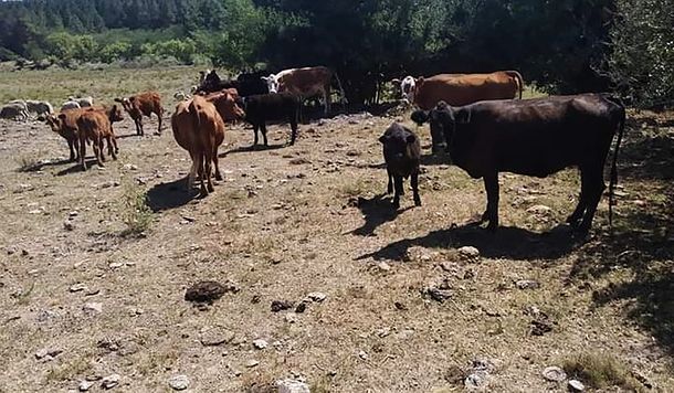 Los estragos de la sequía siguen repercutiendo en la proliferación de nuevas enfermedades entre el ganado bovino.