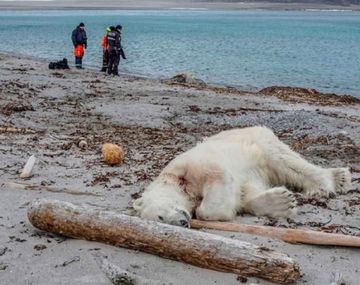 Mataron a un oso polar que atacó a un guía turístico